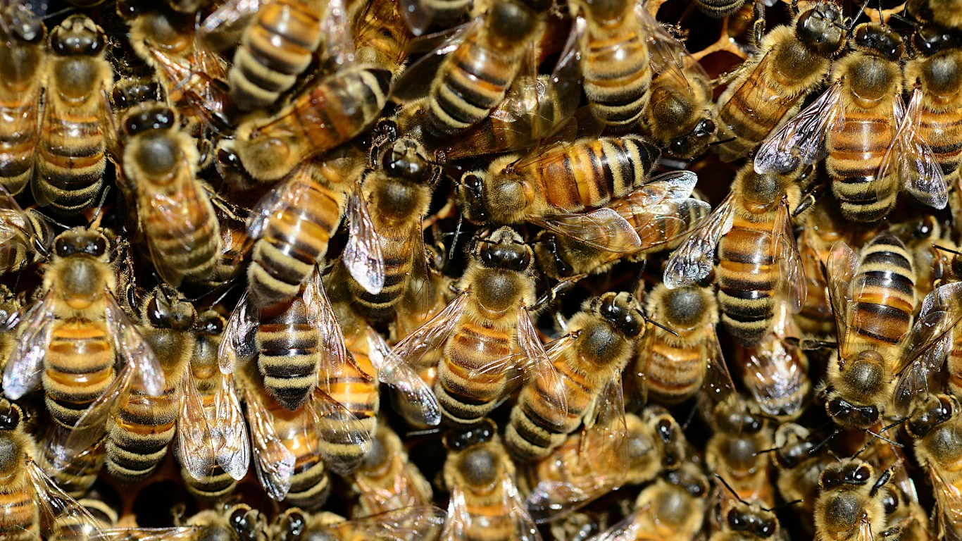 komunikacija među pčelama u košnici