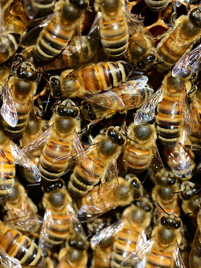 komunikacija među pčelama u košnici